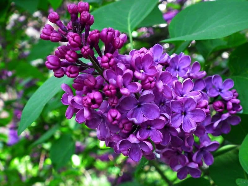 Detail Lilac Flower Images Nomer 36