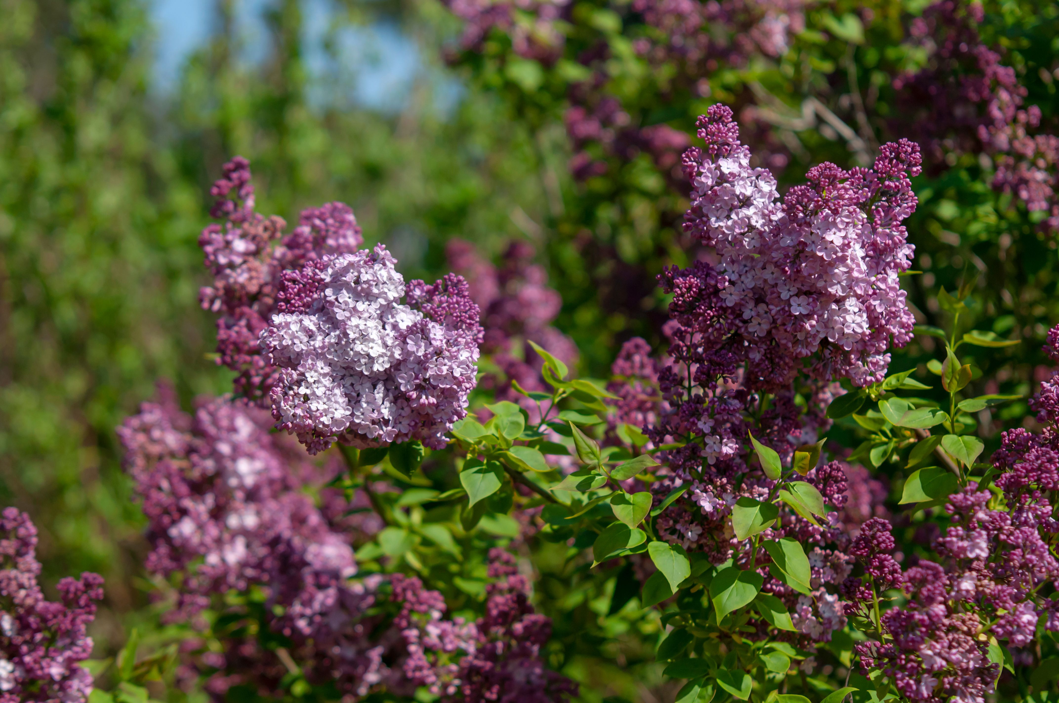 Detail Lilac Flower Images Nomer 37