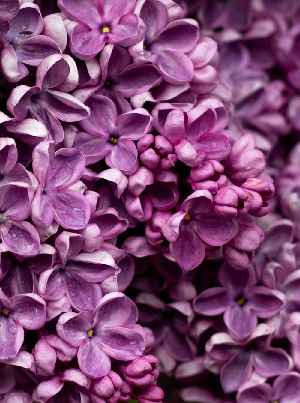 Detail Lilac Flower Images Nomer 41