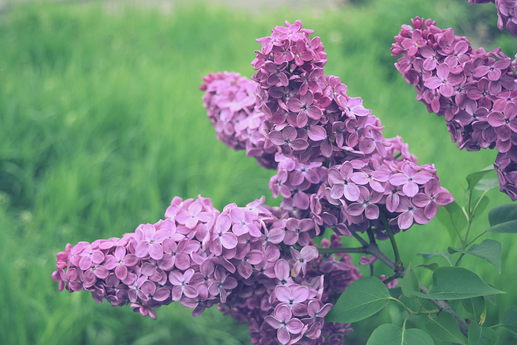 Detail Lilac Flower Images Nomer 43