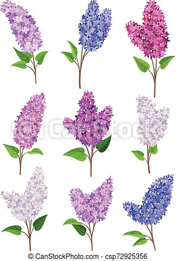 Detail Lilac Flower Images Nomer 44