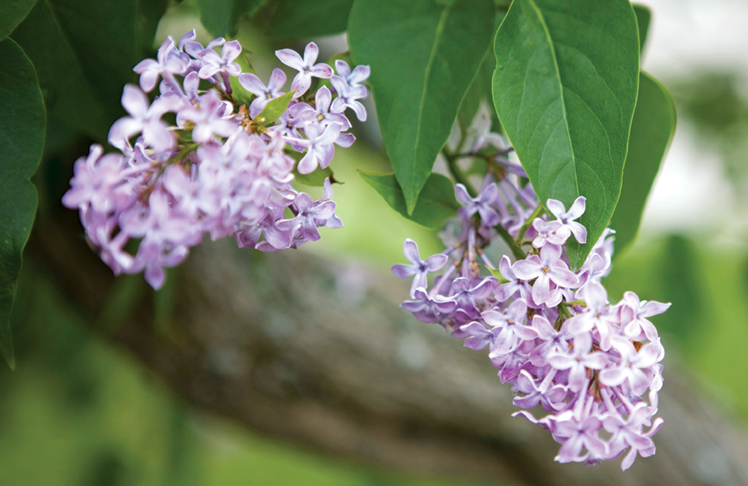 Detail Lilac Flower Images Nomer 46