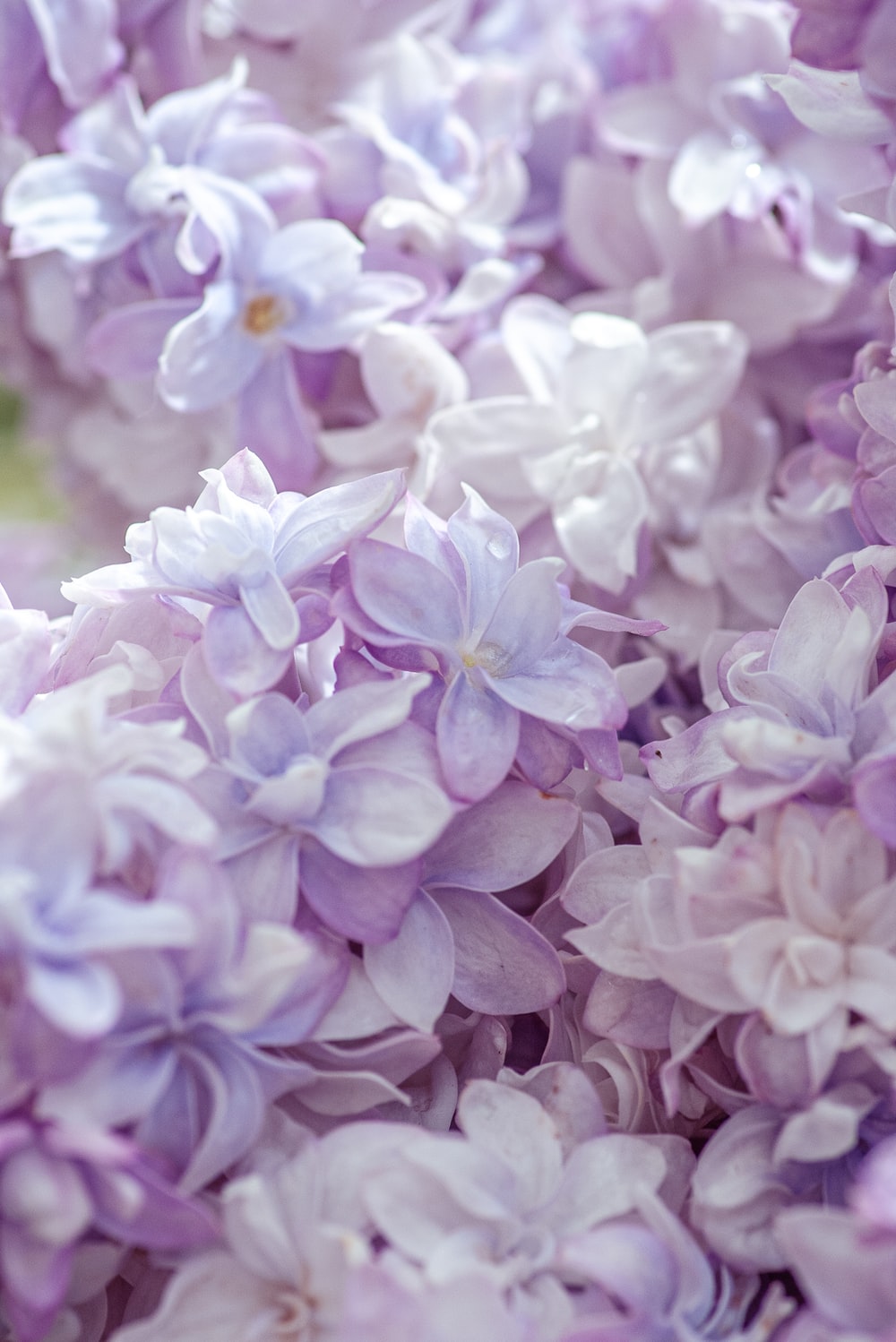 Detail Lilac Flower Images Nomer 47