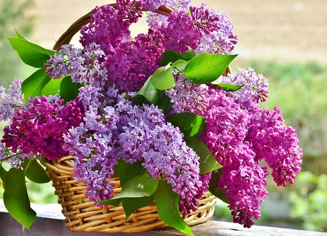 Detail Lilac Flower Images Nomer 6