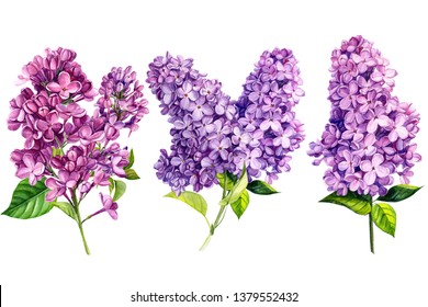 Detail Lilac Flower Images Nomer 48