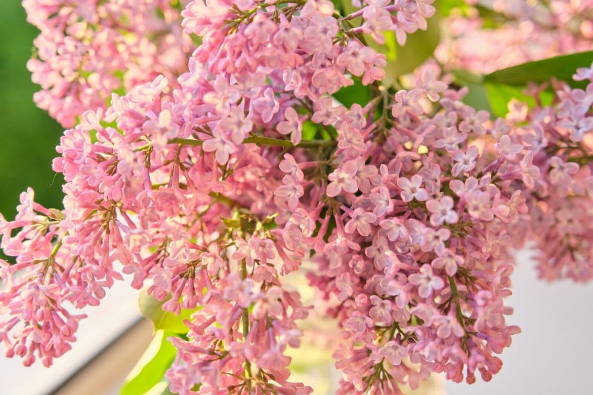 Detail Lilac Flower Images Nomer 53