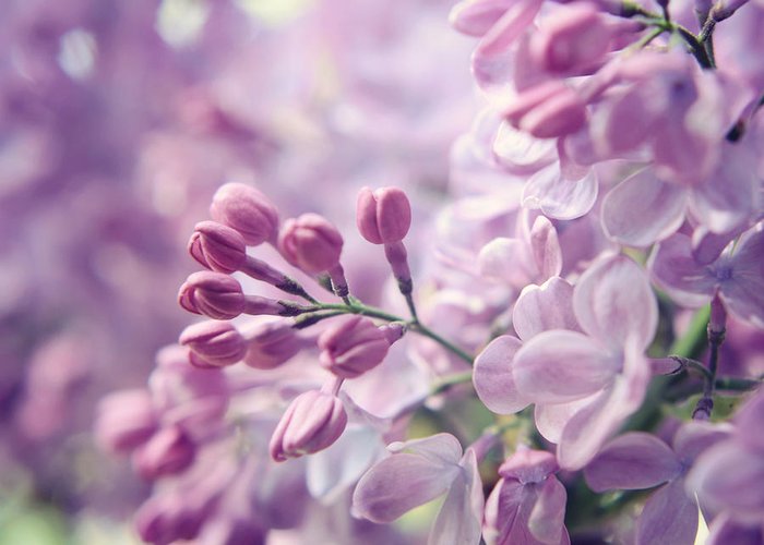 Detail Lilac Flower Images Nomer 57