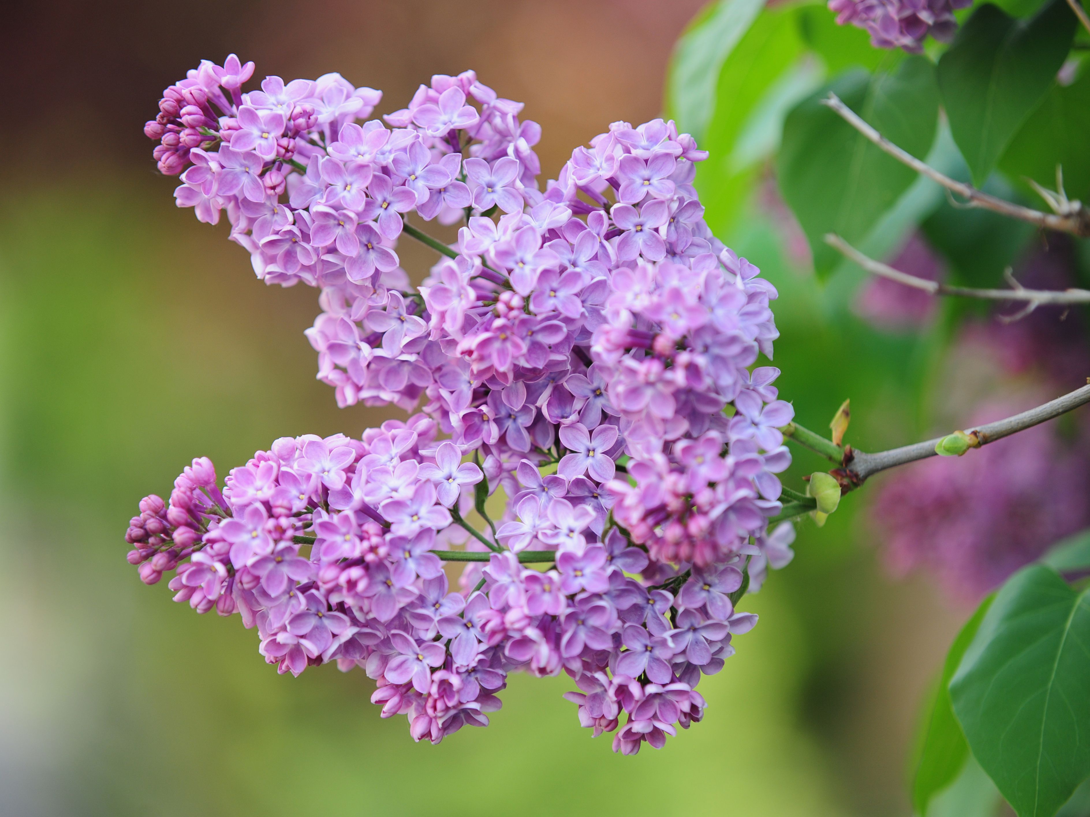 Lilac Flowers Images - KibrisPDR