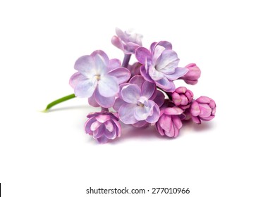 Detail Lilac Flowers Images Nomer 13