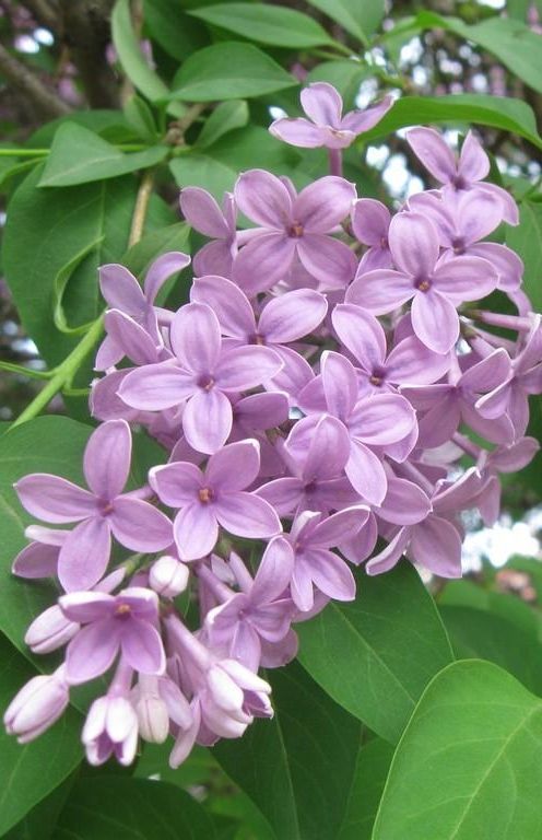 Detail Lilac Flowers Images Nomer 14