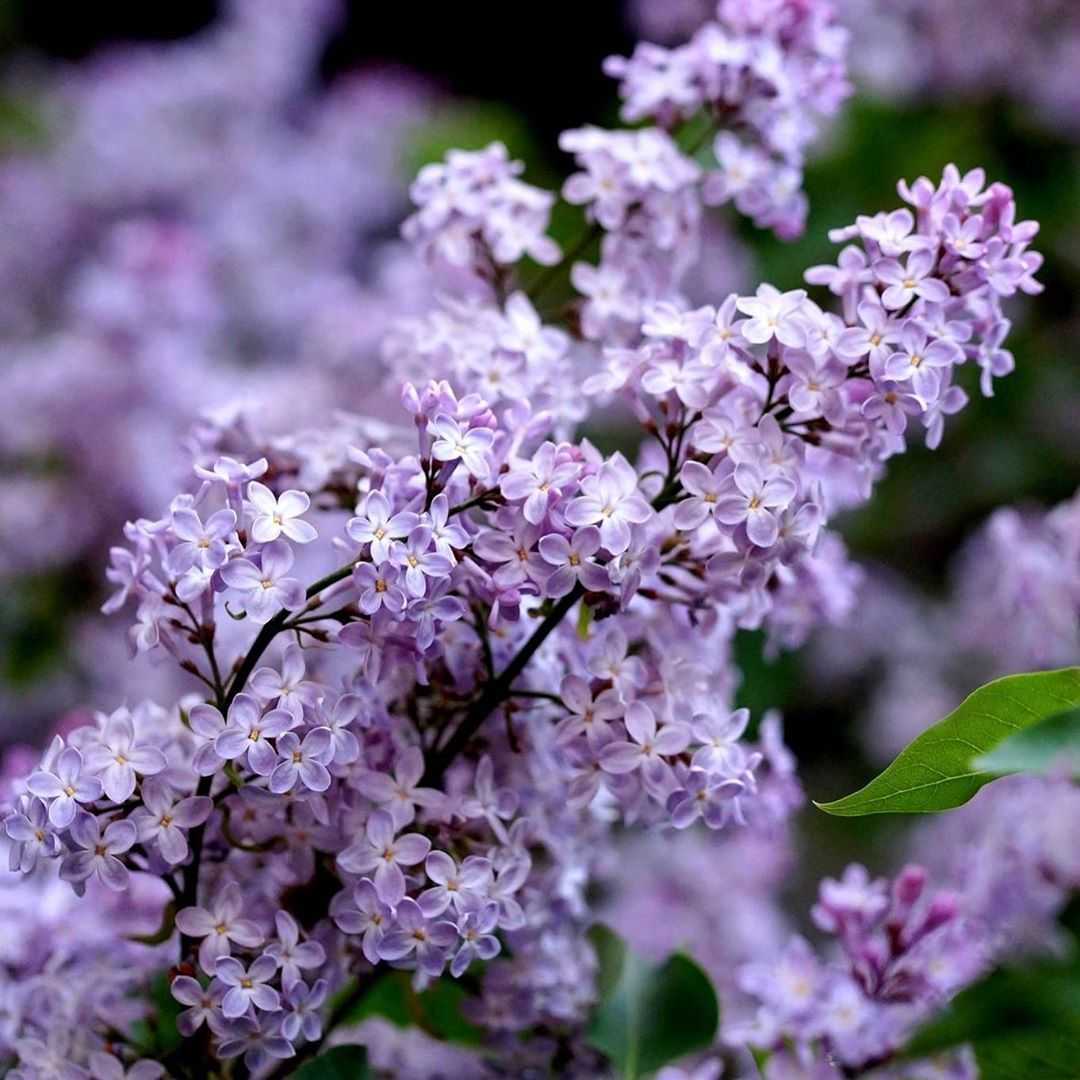 Detail Lilac Flowers Images Nomer 15