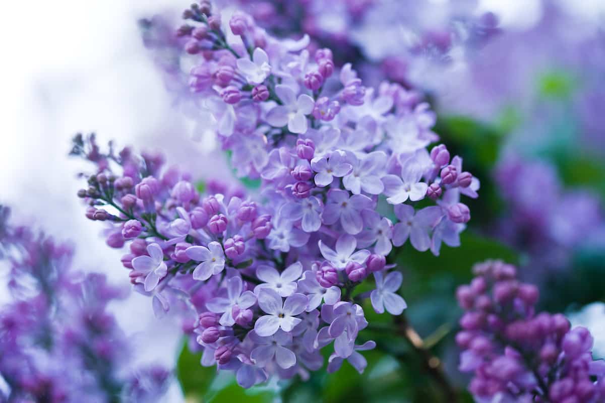 Detail Lilac Flowers Images Nomer 22