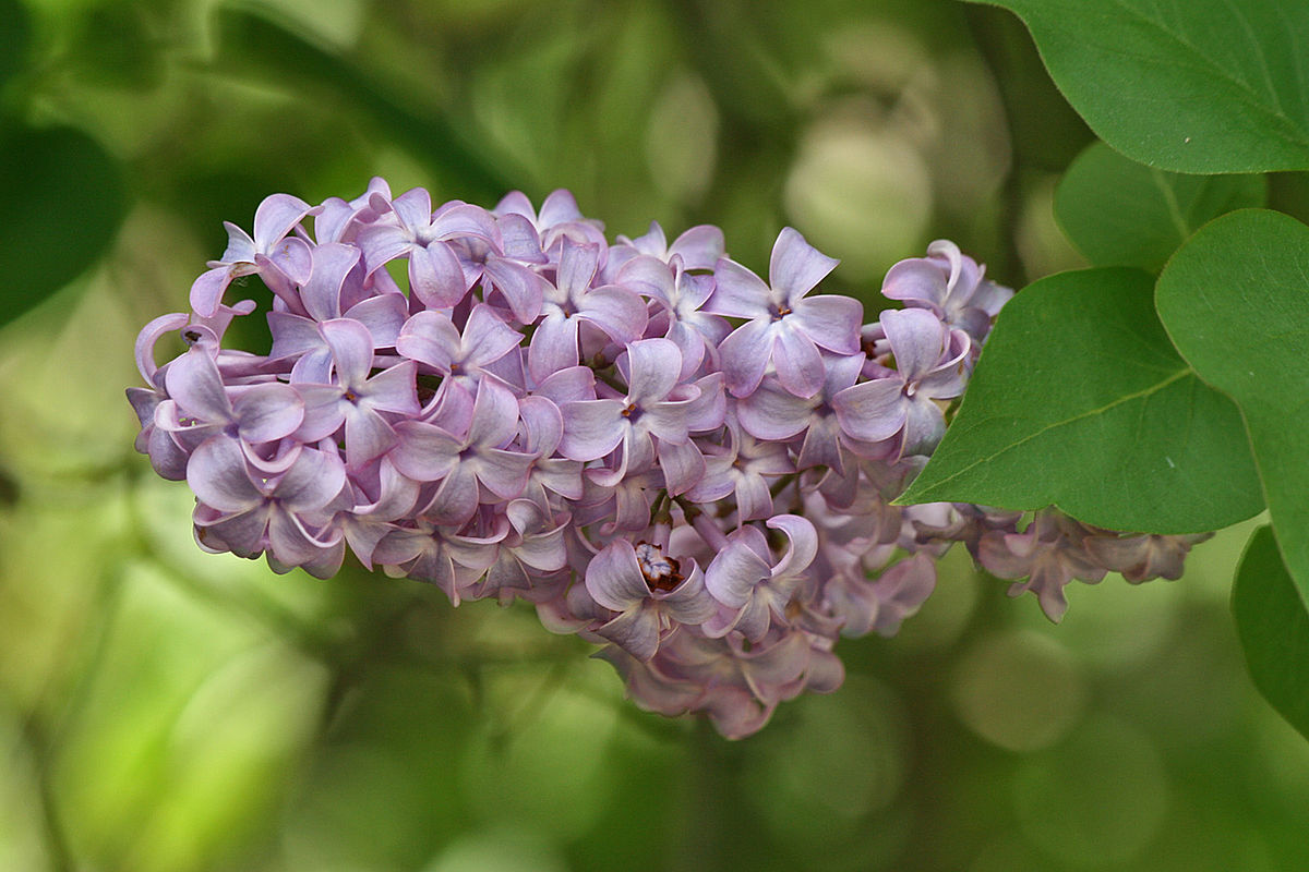 Detail Lilac Flowers Images Nomer 29