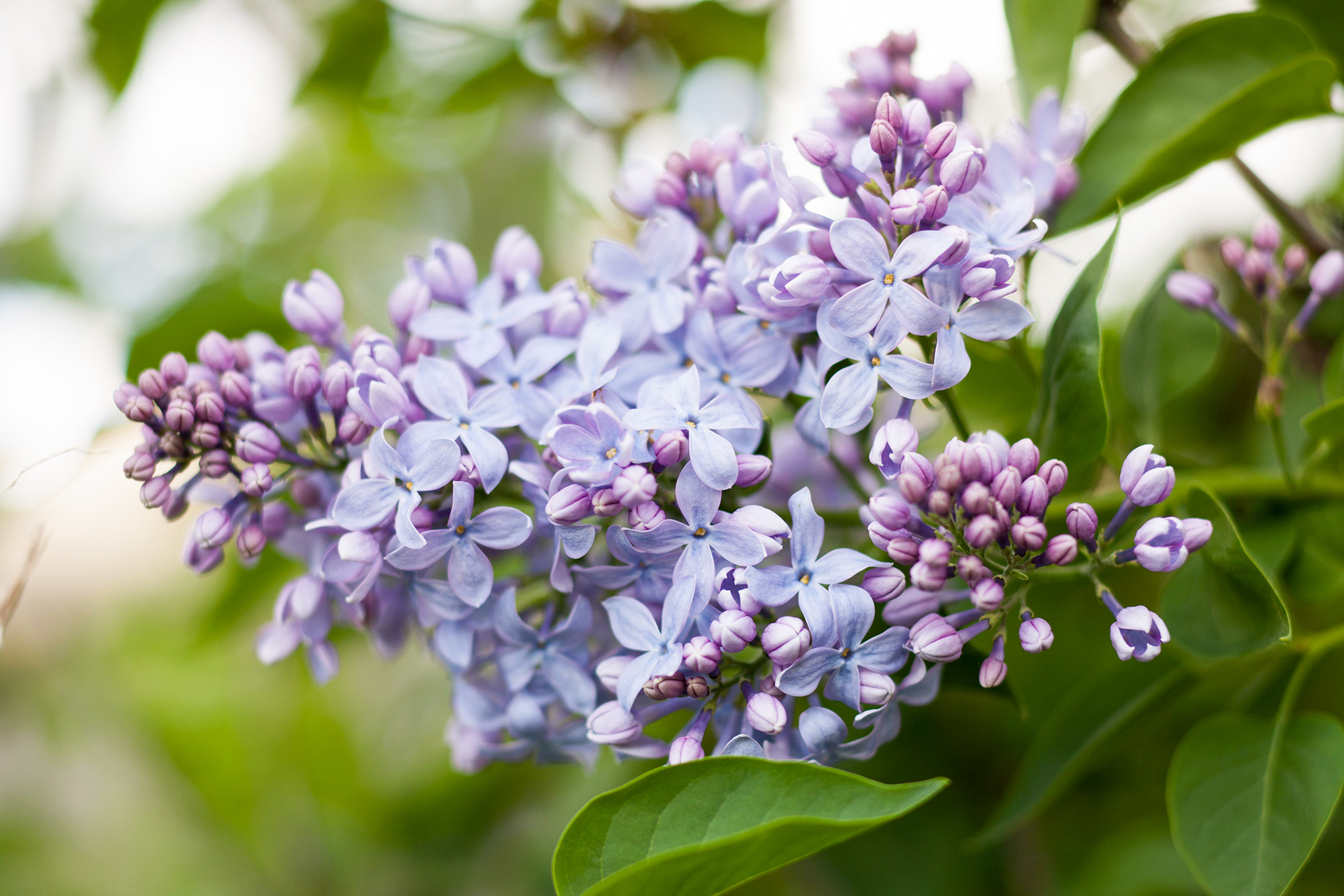 Detail Lilac Flowers Images Nomer 4