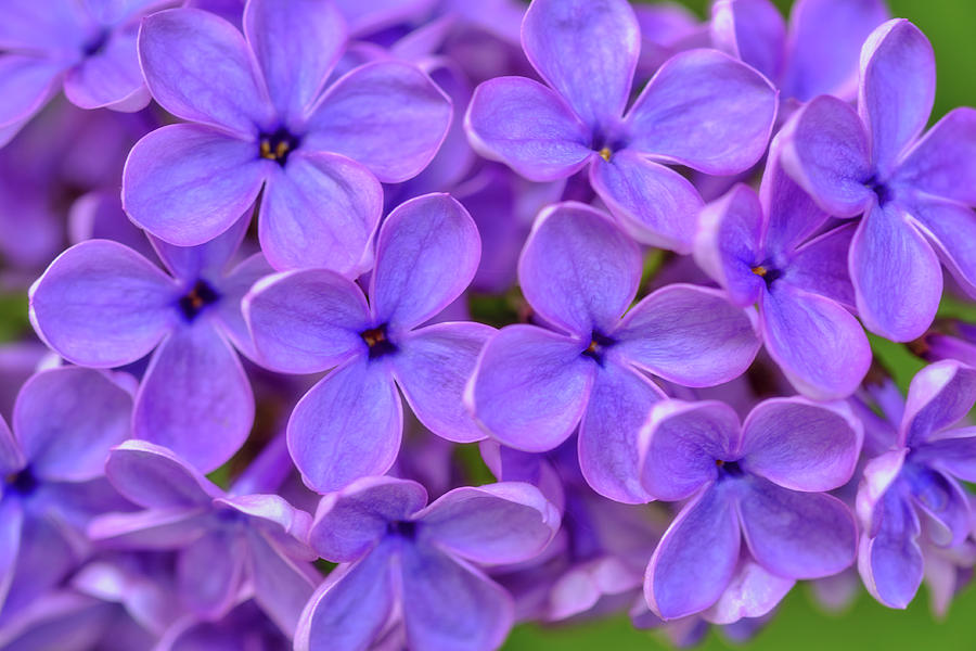 Detail Lilac Flowers Images Nomer 35