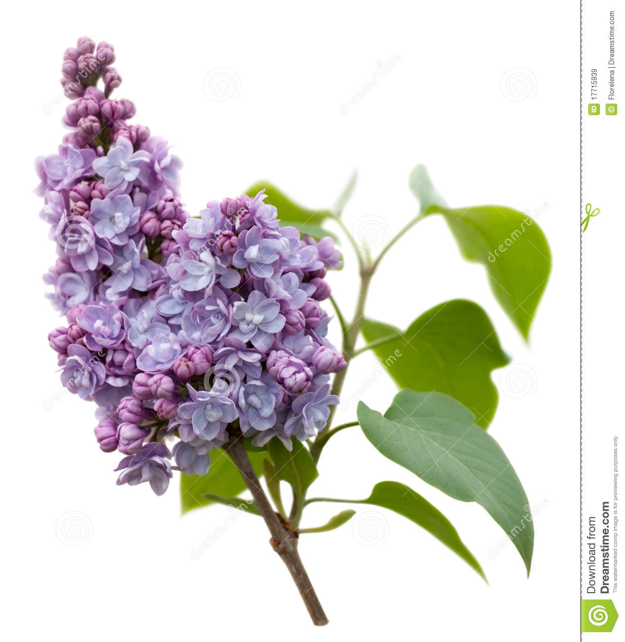 Detail Lilac Flowers Images Nomer 38