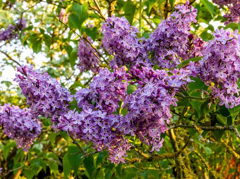 Detail Lilac Flowers Images Nomer 41