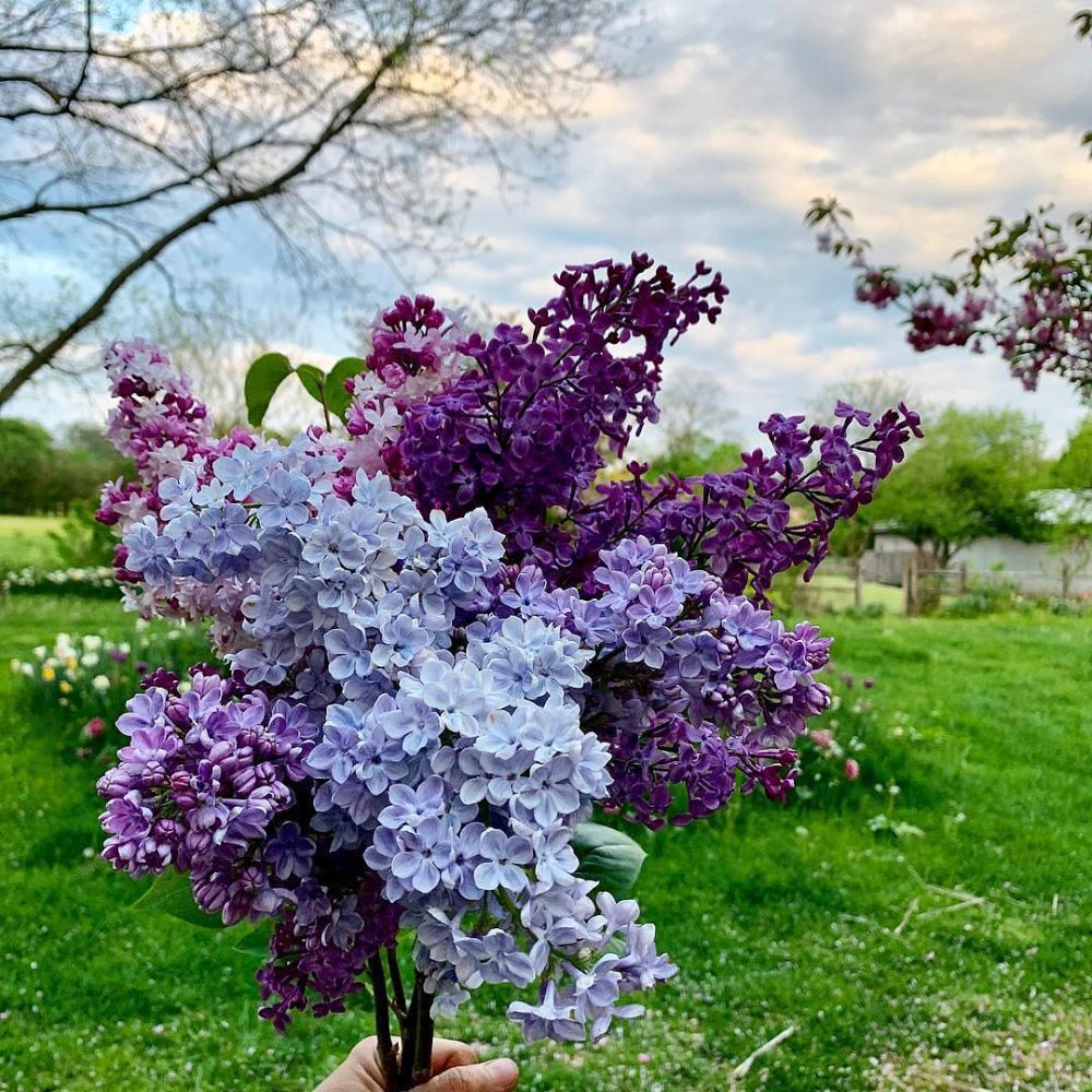 Detail Lilac Flowers Images Nomer 7