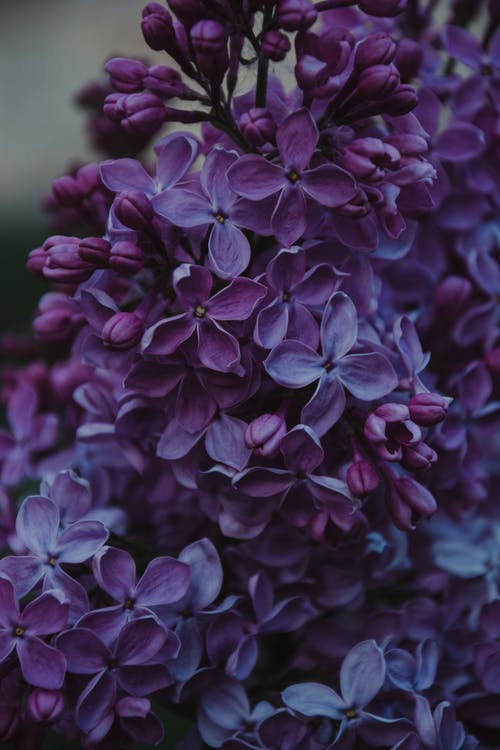 Detail Lilac Images Free Nomer 16