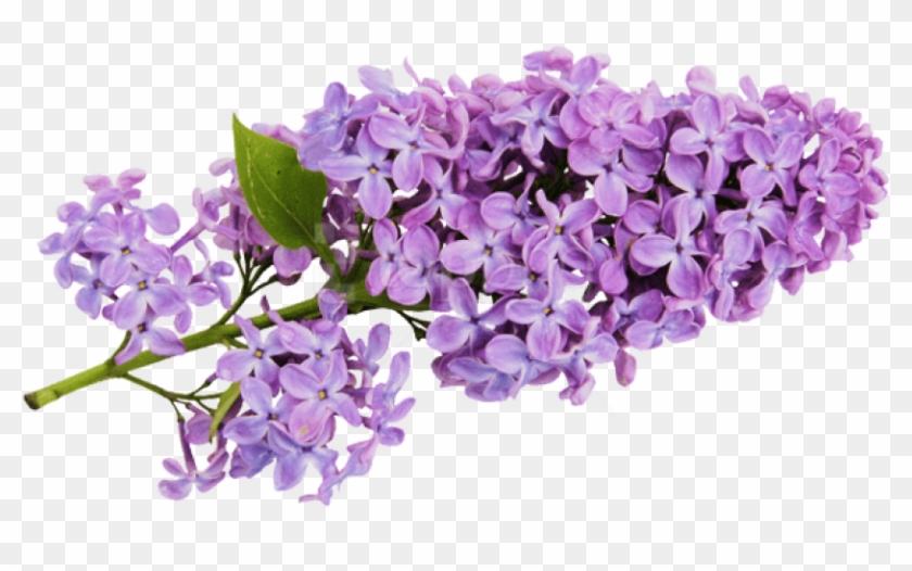 Detail Lilac Images Free Nomer 22