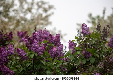 Detail Lilac Images Free Nomer 35