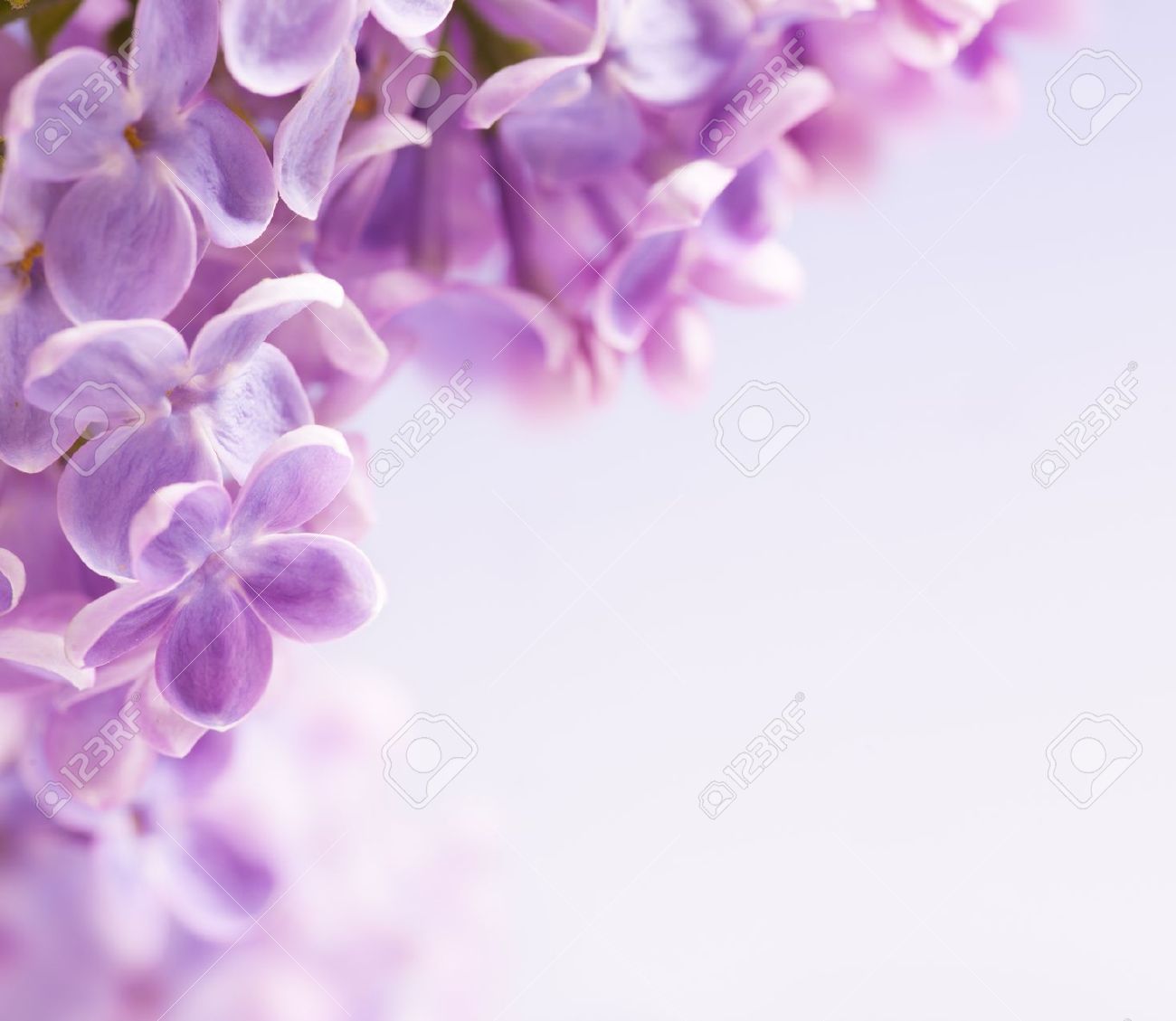 Detail Lilac Images Free Nomer 44