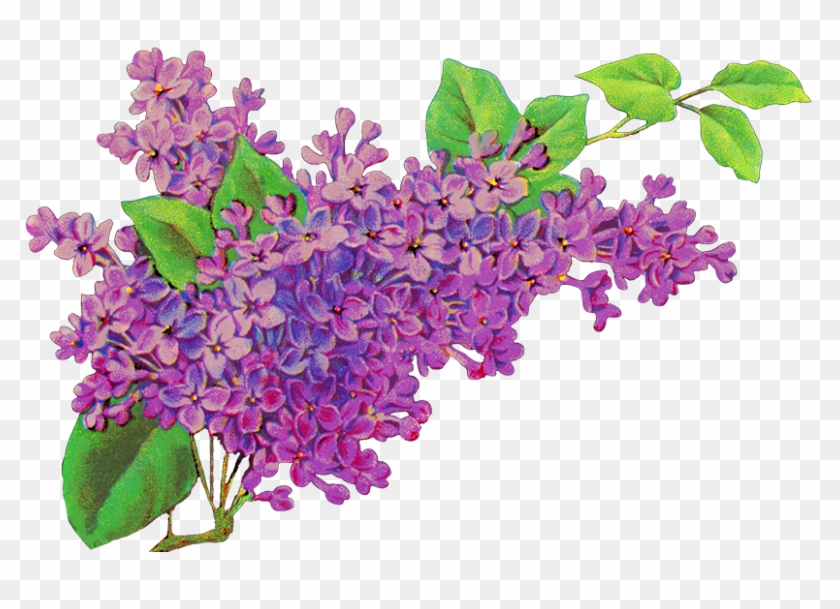 Detail Lilac Images Free Nomer 46