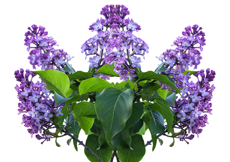 Detail Lilac Images Free Nomer 49