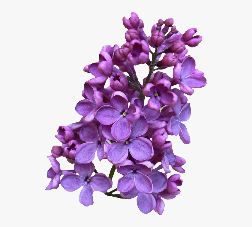 Lilac Png - KibrisPDR