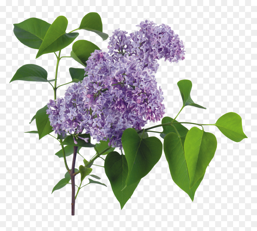 Detail Lilac Png Nomer 24