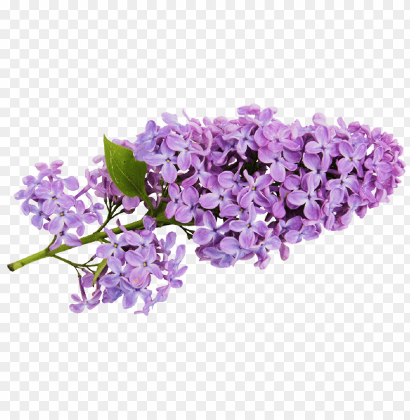 Detail Lilac Png Nomer 4