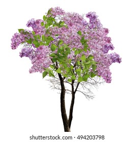 Detail Lilac Tree Clipart Nomer 12