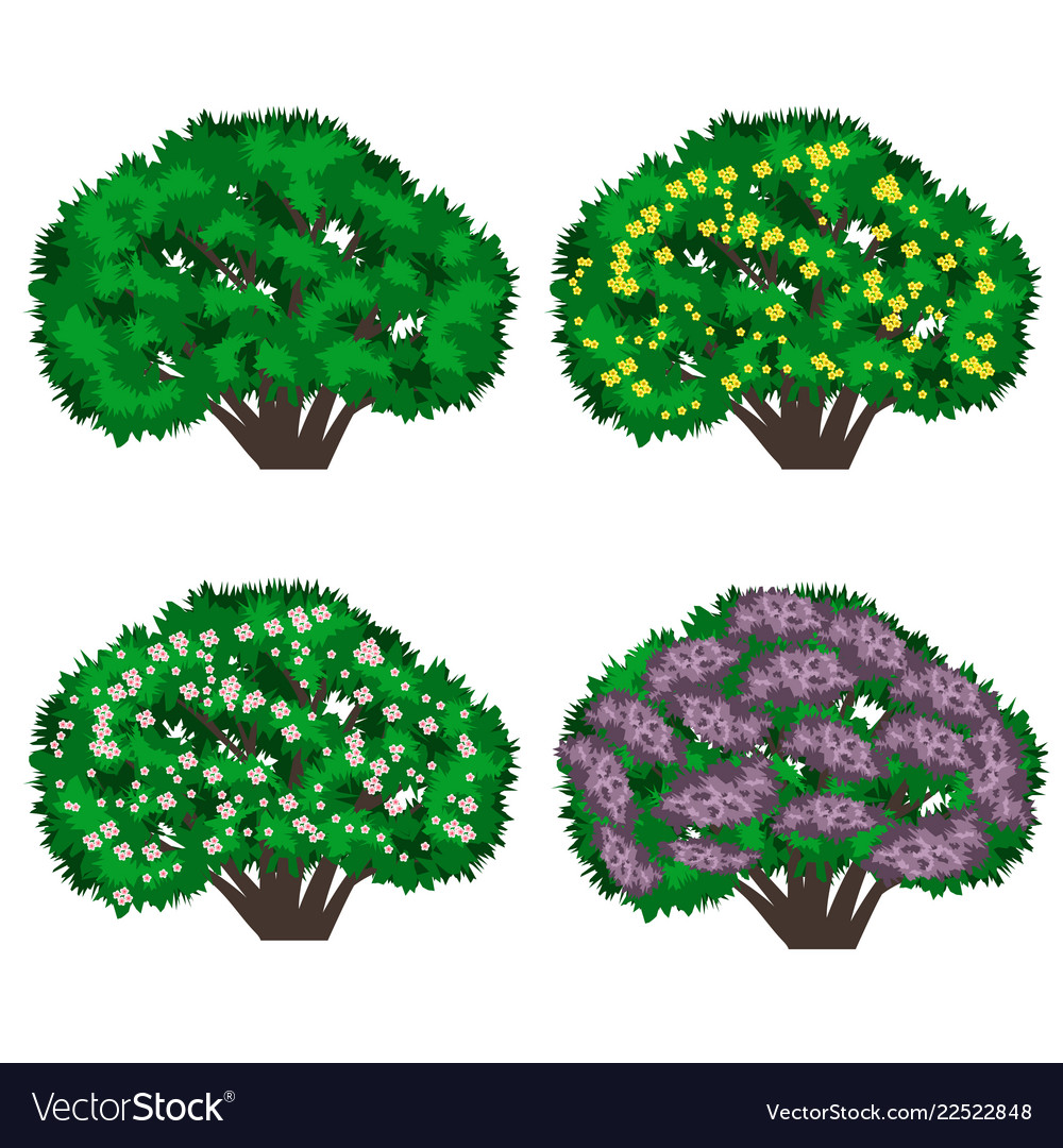 Detail Lilac Tree Clipart Nomer 14