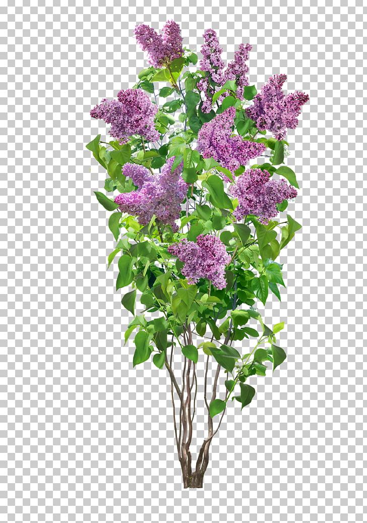 Detail Lilac Tree Clipart Nomer 16