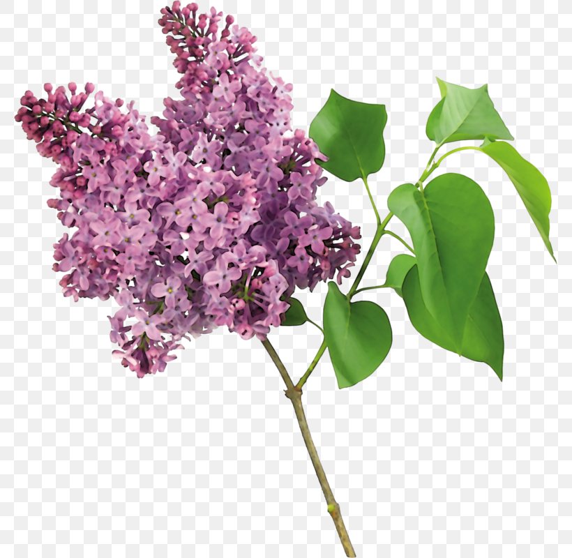 Detail Lilac Tree Clipart Nomer 18