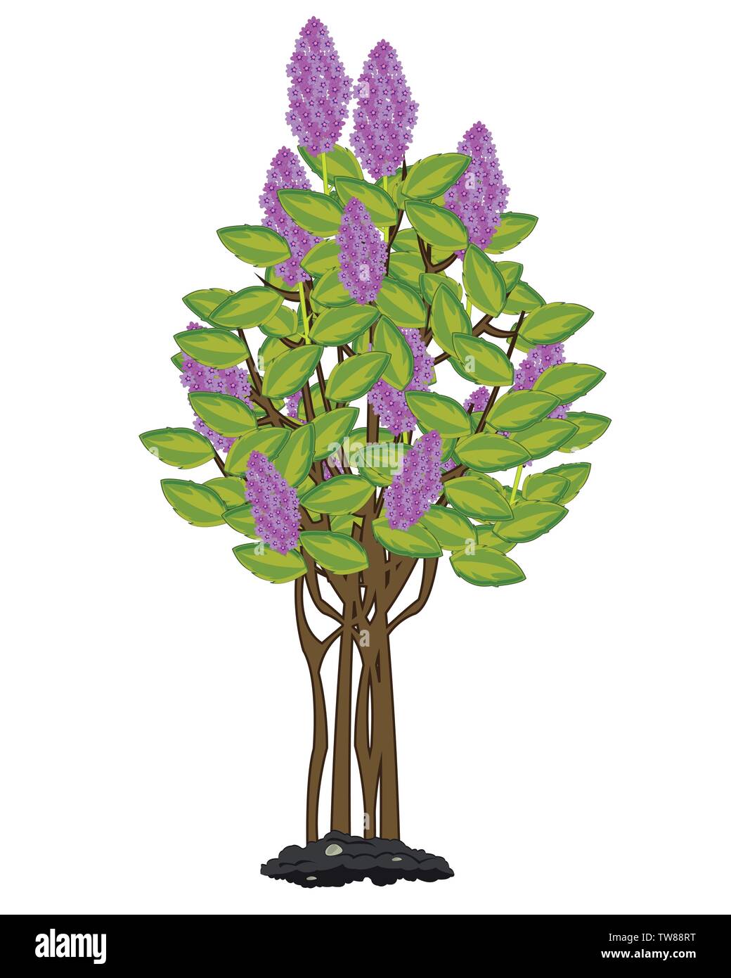 Detail Lilac Tree Clipart Nomer 22