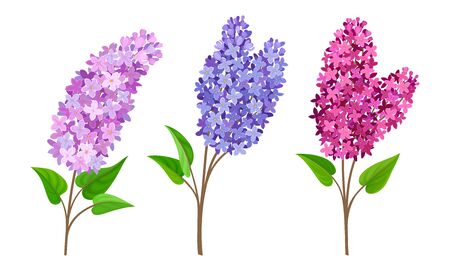 Detail Lilac Tree Clipart Nomer 24