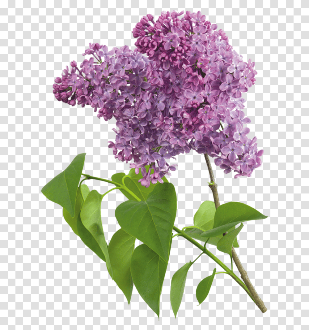 Detail Lilac Tree Clipart Nomer 31