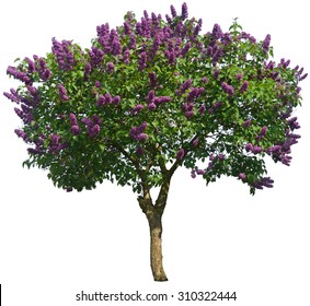 Detail Lilac Tree Clipart Nomer 4