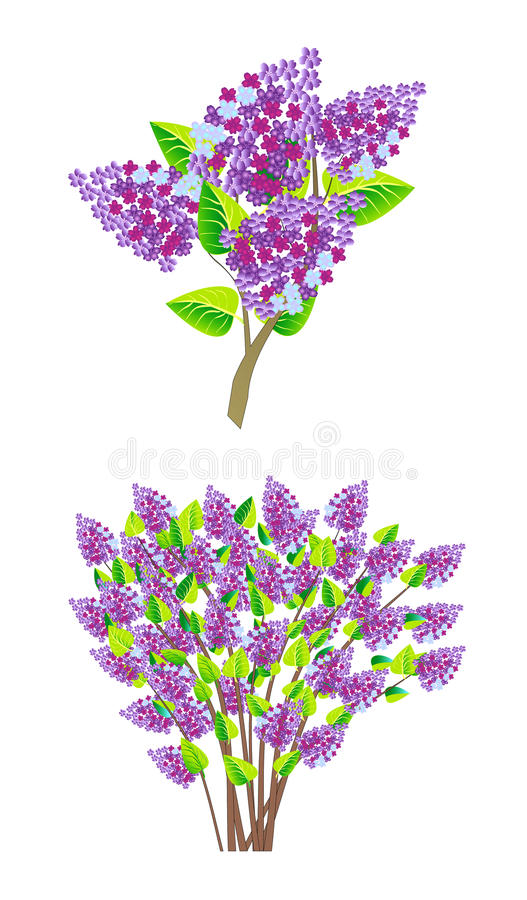 Detail Lilac Tree Clipart Nomer 47