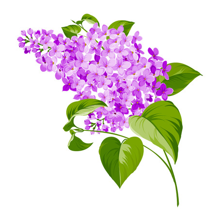 Detail Lilac Tree Clipart Nomer 5