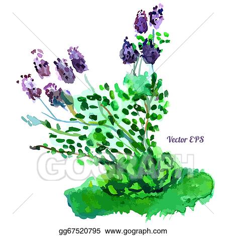 Detail Lilac Tree Clipart Nomer 56