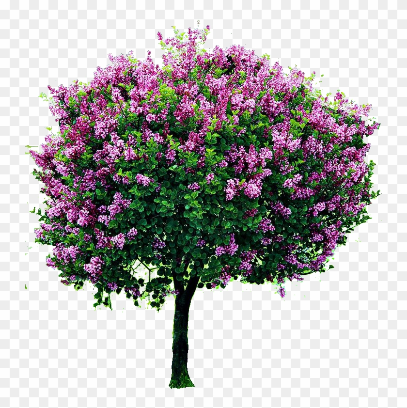 Detail Lilac Tree Clipart Nomer 6