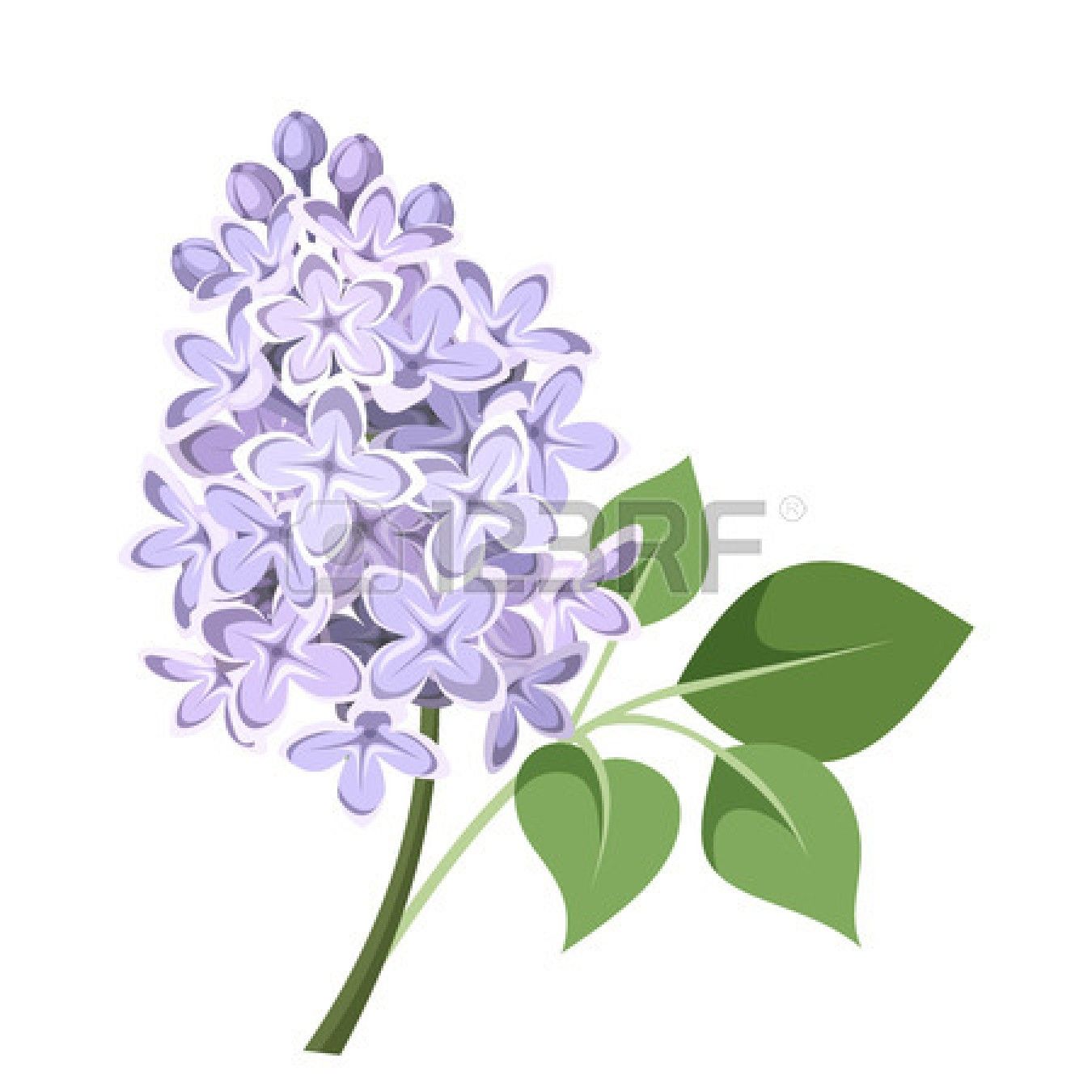 Detail Lilacs Clipart Nomer 12