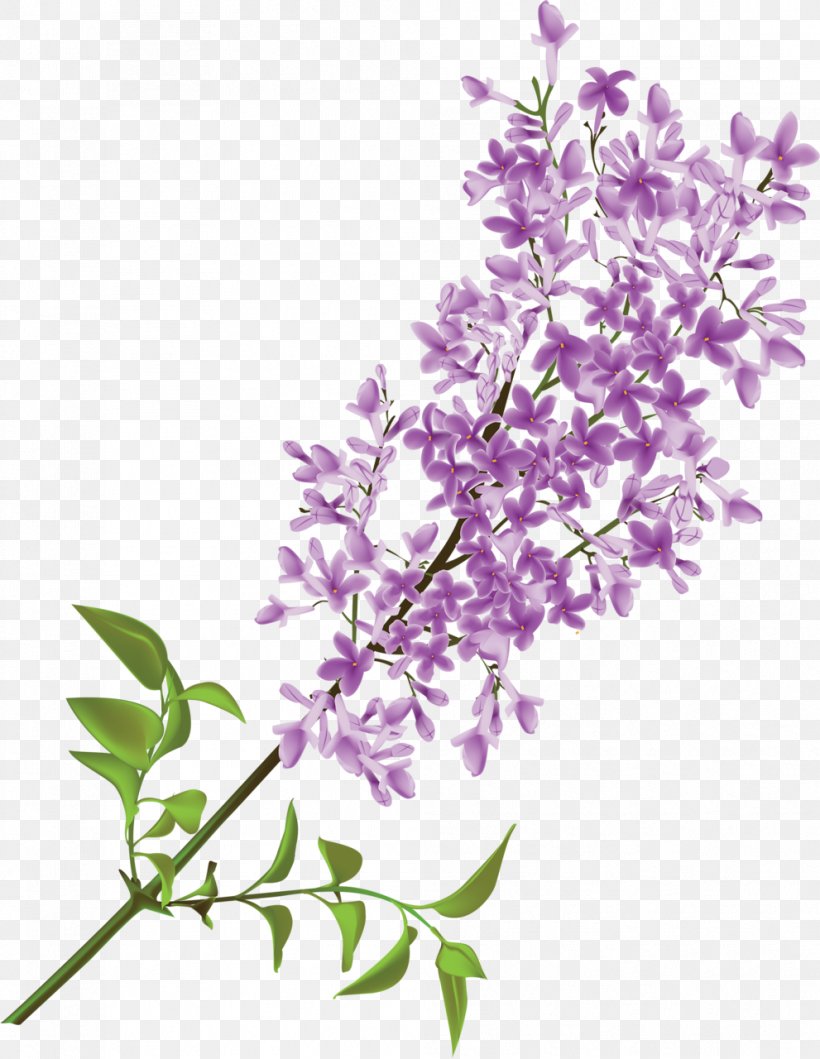 Detail Lilacs Clipart Nomer 15