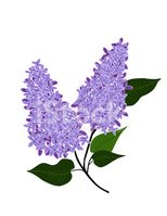 Detail Lilacs Clipart Nomer 22