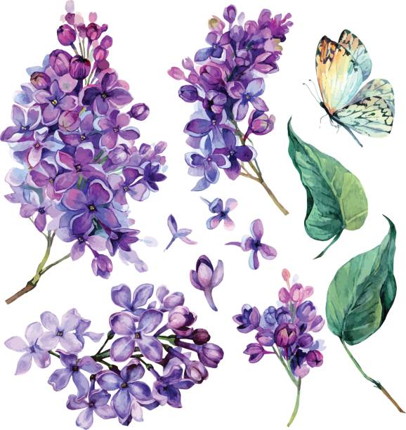 Detail Lilacs Clipart Nomer 23