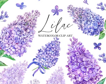 Detail Lilacs Clipart Nomer 36