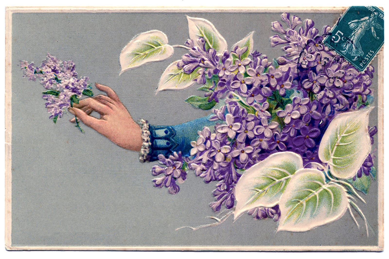 Detail Lilacs Clipart Nomer 39