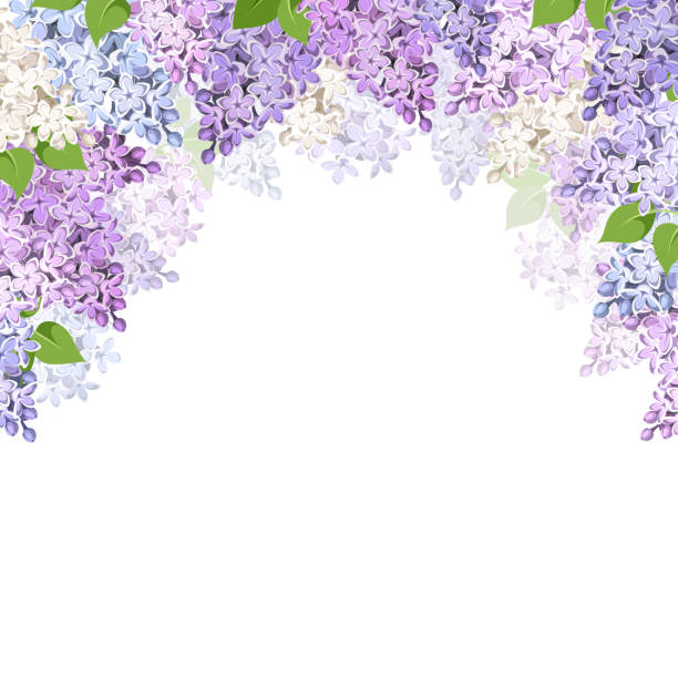 Detail Lilacs Clipart Nomer 40